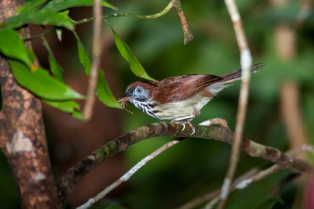 Burung Ciung-air Coreng Kalimantan