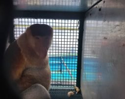 Bekantan jantan dewasa yang siap di translokasi ke habitat barunya di TN Sebangau