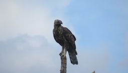 Bertemu Elang saat Perjalanan Pulang