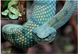 Borneo keeled pit viper (Tropidolaemus subannulatus)