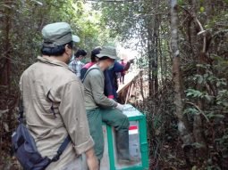 Taman Nasional Sebangau Kembali Menerima Orangutan Hasil Rescue
